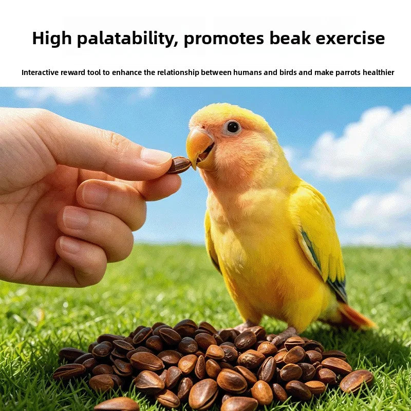 Natural Pine Nut Bird Treats