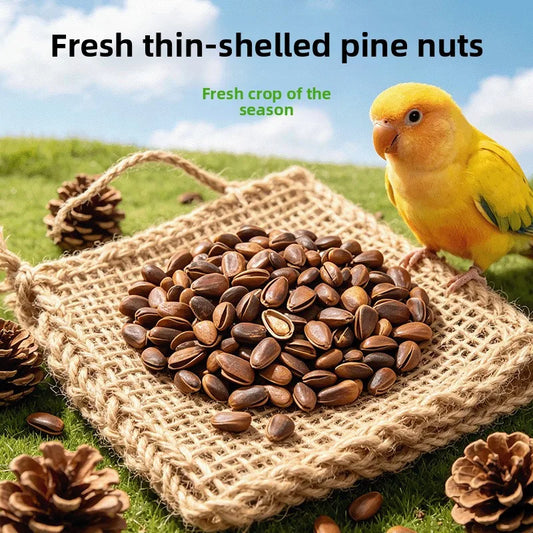 Natural Pine Nut Bird Treats