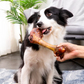 Natural Large Cow Bone Treat