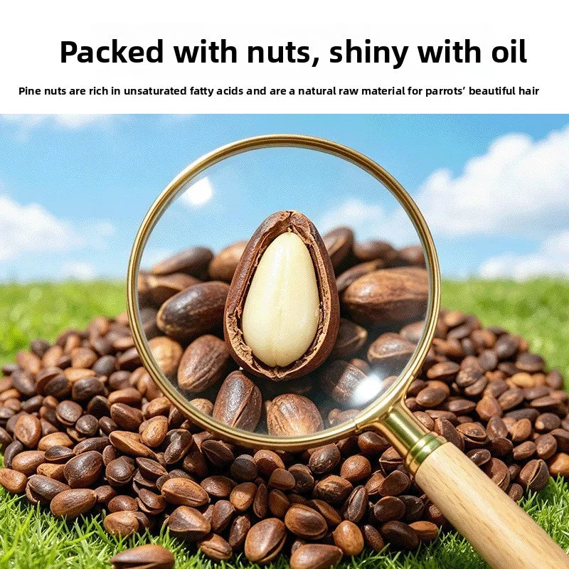 Natural Pine Nut Bird Treats